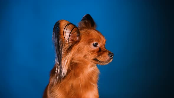 Portrait of a Brown Toy Terrier Sitting in the Studio on a Blue with Black Gradient Background