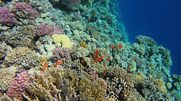 Many Red Small Fish Swim Among Corals in Red Sea