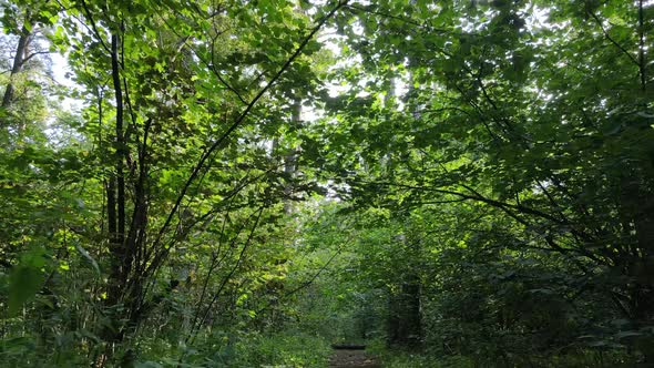 Slow Motion View of Green Forest By Day