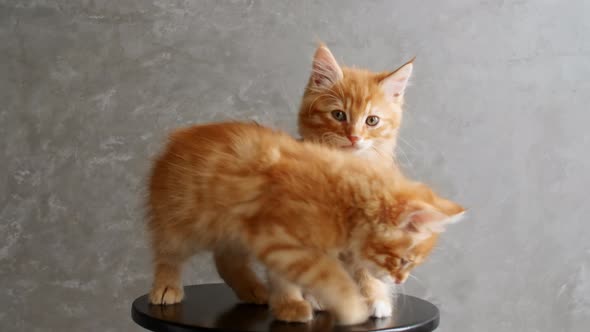 Ginger Kittens Playing Sitting on a Chair on Gray Background