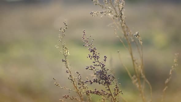 Pampas Grass on Wind