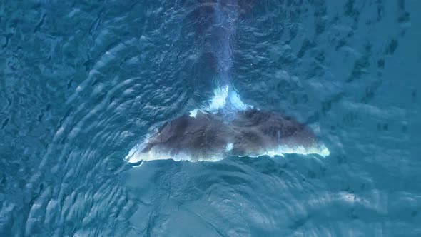 Tale of Bowhead Whale Swimming in Calm Blue Ocean Water Aerial View of a Pod of Bowhead Whale