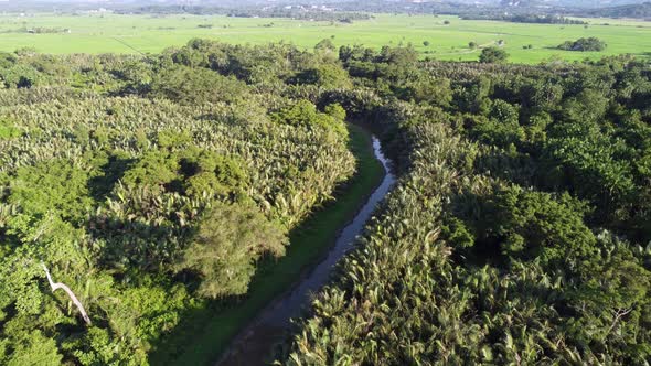 Aerial fly over river grow with Nypa tree