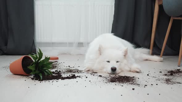 Guilty Dog on the Floor Next to an Overturned Flower