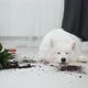 Guilty Dog on the Floor Next to an Overturned Flower - VideoHive Item for Sale