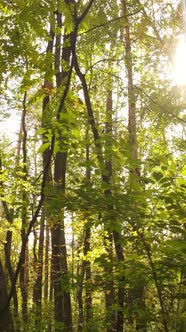 Vertical Video of Trees in the Forest in Autumn