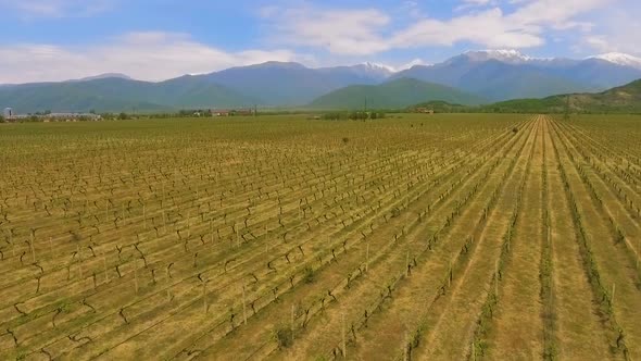 Alazani Valley in Georgia, Wine Business and Export, Grape Variety, Aerial View