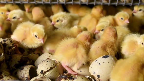 Hatching of chickens and quail in an incubator on a poultry farm.