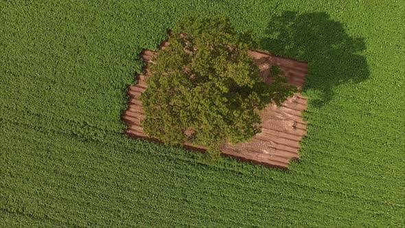 Overhead view of a huge green field of potatoes with a single tree in the middle.