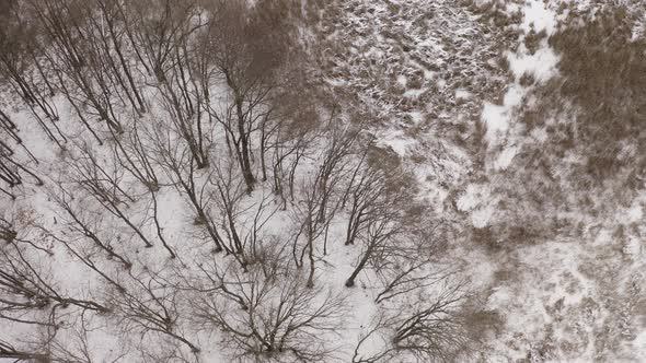 Lonely Frozen Forest From The Air