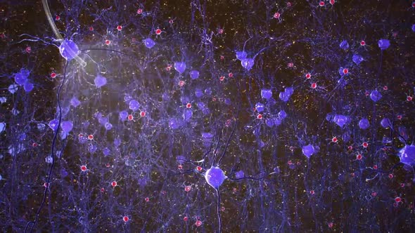 Microglial Dynamics During Human Brain Development