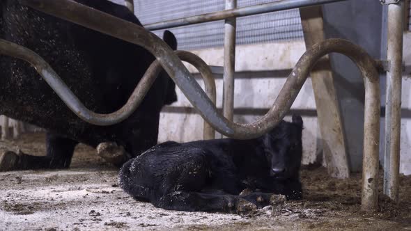 Black Angus Cow With A Young Calf Resting On A Cowshed - close up, static shot