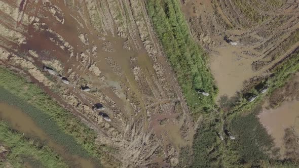  Aerial footage of buffaloes grazing in rice paddy fields and flying egrets. Langkawi, Malaysia