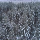 Tops of winter trees - VideoHive Item for Sale