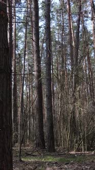 Vertical Video of the Pine Forest in the Afternoon