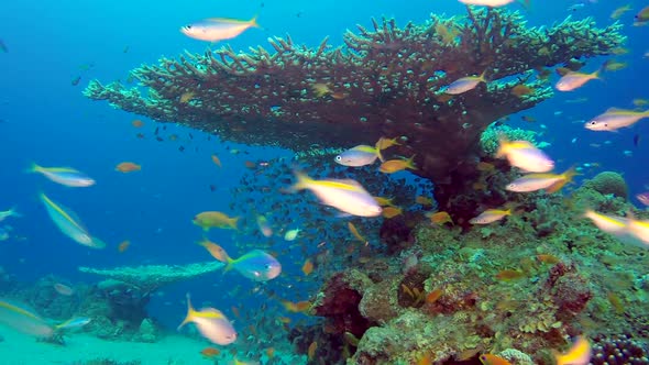 Underwater Glass Fish and Fusilier Fish