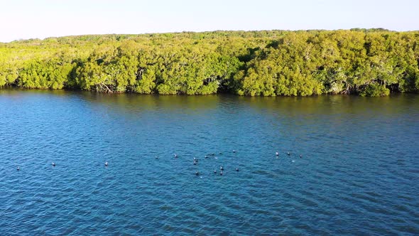 Aerial view of Pied Cormorants, Sunshine Coast, Queensland, Australia