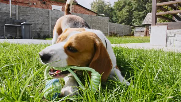 Dog Beagle Playing at Grass in a Green Park with Favourite Toy