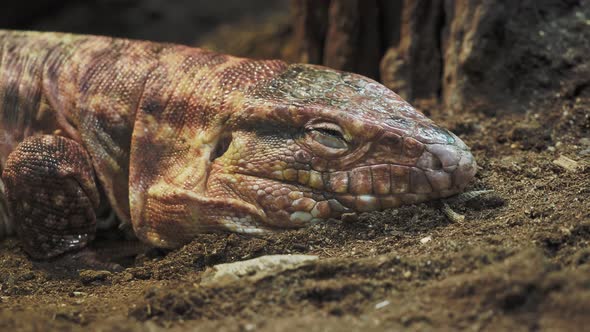 Sleeping red tegu, Salvator rufescens