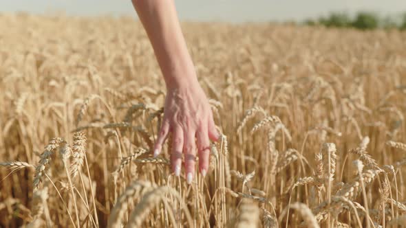 female hand holds on ripe golden ears of wheat, walks along the field with a rich harvest of wheat
