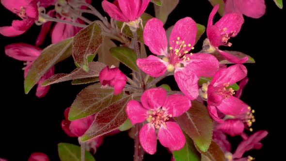 Blooming Ornamental Paradise Apple Tree Malus