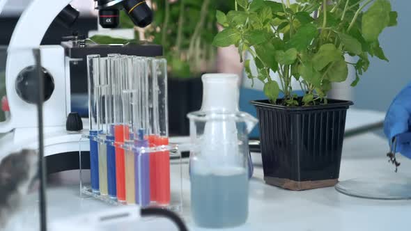 Close Up of Scientist Taking the Soil Sample with Surgical Pincers for the Research