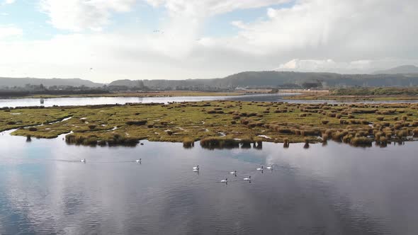 swans flock swimming together with a wide landscape background aerial