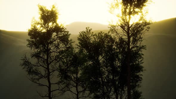 Carpatian Mountains Fog and Mist at the Pine Forest