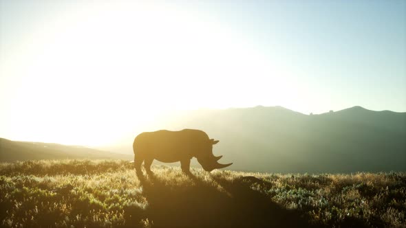 Rhino Standing in Open Area During Sunset