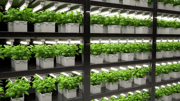 Green plants on shelves. Endless rows of pots with young fresh plants growing.4K