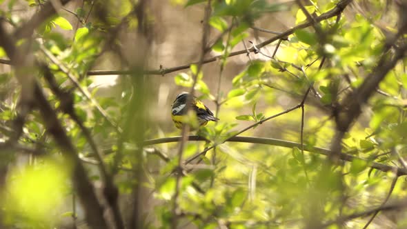 Magnolia Warbler Perching On A Tree Branch In The Forest. wide shot