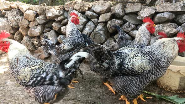 Roosters On Farm Outdoor Close Up