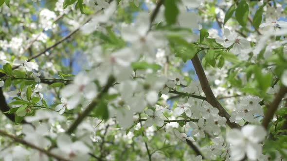 Young White Sakurain the Wind in the Park