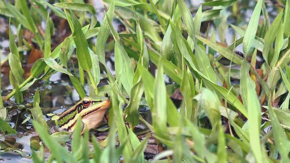 Exterior Zoom Out Shot of Green Frog in the water surrounded by Green Water Plants for Camouflages W