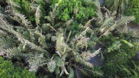 Aerial view look down nipah tree