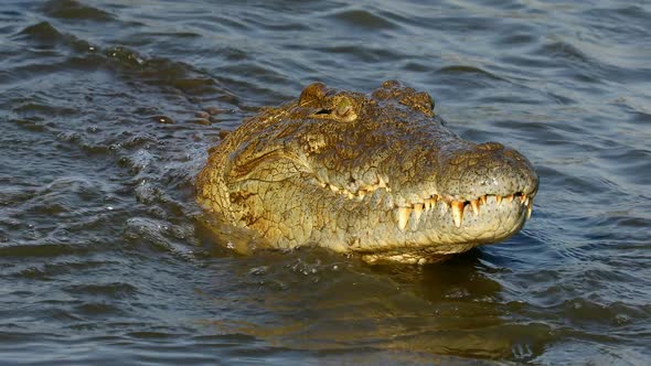Nile Crocodile Catching And Eating A Fish