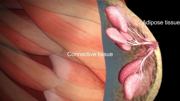 Anatomy of the female breast