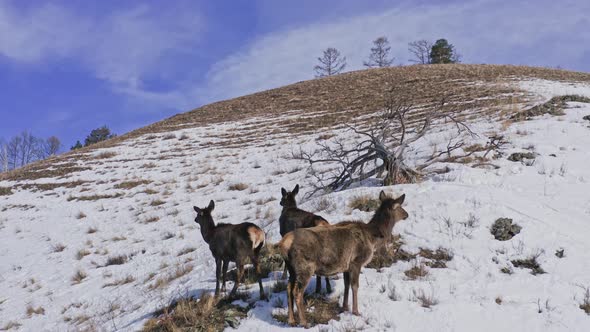 A Family of Marals Stand on a Snowcovered Mountainside in the Siberian Nature Reserve Stolby