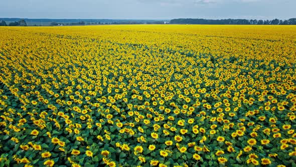 Agriculture Field with Blooming Sunflowers