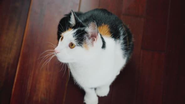 Cool Cat Carefully Watches Someone, Turns His Head From Side To Side