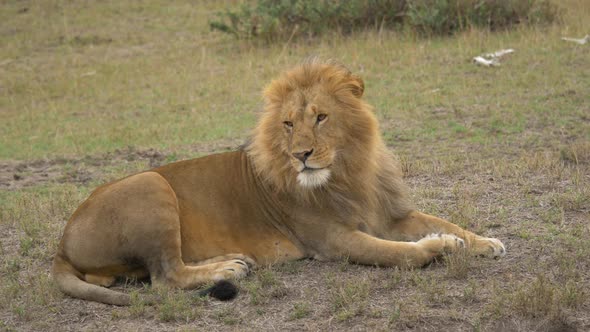 African lion lying down