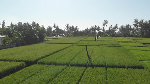 Aerial pan right over view of lush rice fields in Bali Indonesia