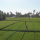 Aerial pan right over view of lush rice fields in Bali Indonesia - VideoHive Item for Sale