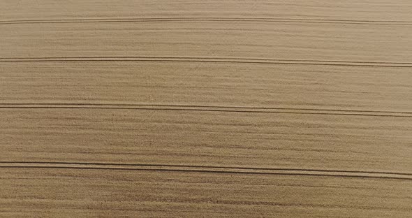 Drone Flight Above Wheat Field Combine Tracks of the Harvester Horizontal Agriculture