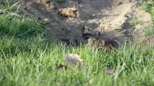 UHD A cute groundhog slowly pokes its head out of its tunnel and looks around