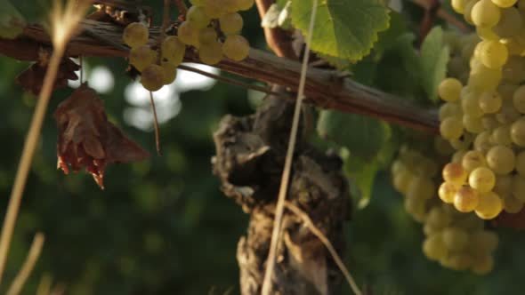 Vineyard close up tracking shot outdoor