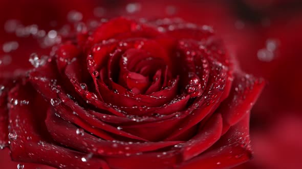 Super Slow Motion Shot of Rotating and Splashing Red Rose Bloom at 1000 Fps