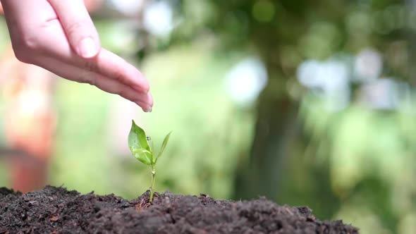 Close up water a plant small tree green leaf by hands. Save the earth for planting forest