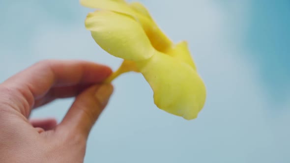 Yellow Flower in a Hand on a Blue Background. Yellow Tropical Flower on Pool Background