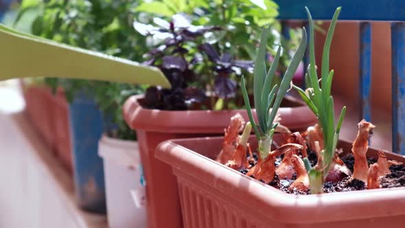 Watering Homegrown Greenery at Balcony